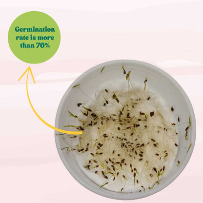 Dill Seeds - 100 Seeds (डिल के बीज)