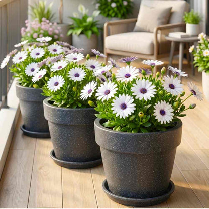 Dimorphotheca Glistening White Seeds (50 Seeds) High Germination/ Easy To grow/ Perfect for pots, balconies, or Terrace gardens