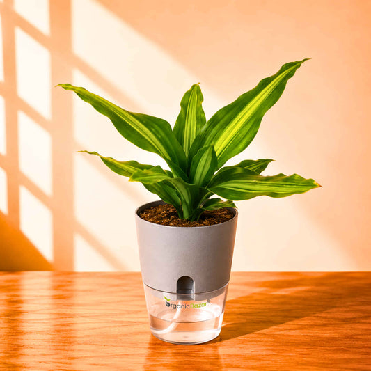 Dracaena Dara Singh Green Live Plant