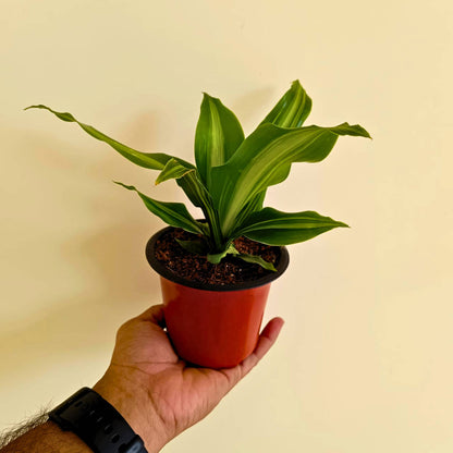 Dracaena Dara Singh Green Live Plant