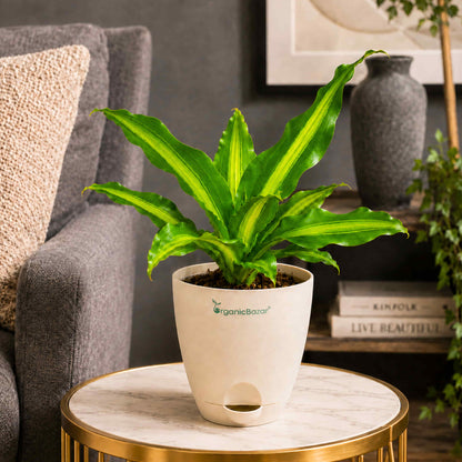 Dracaena Dara Singh Green Live Plant