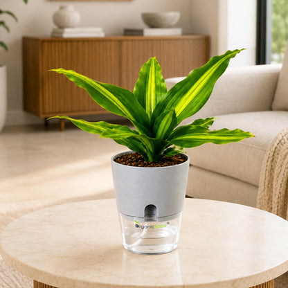 Dracaena Dara Singh Green Live Plant