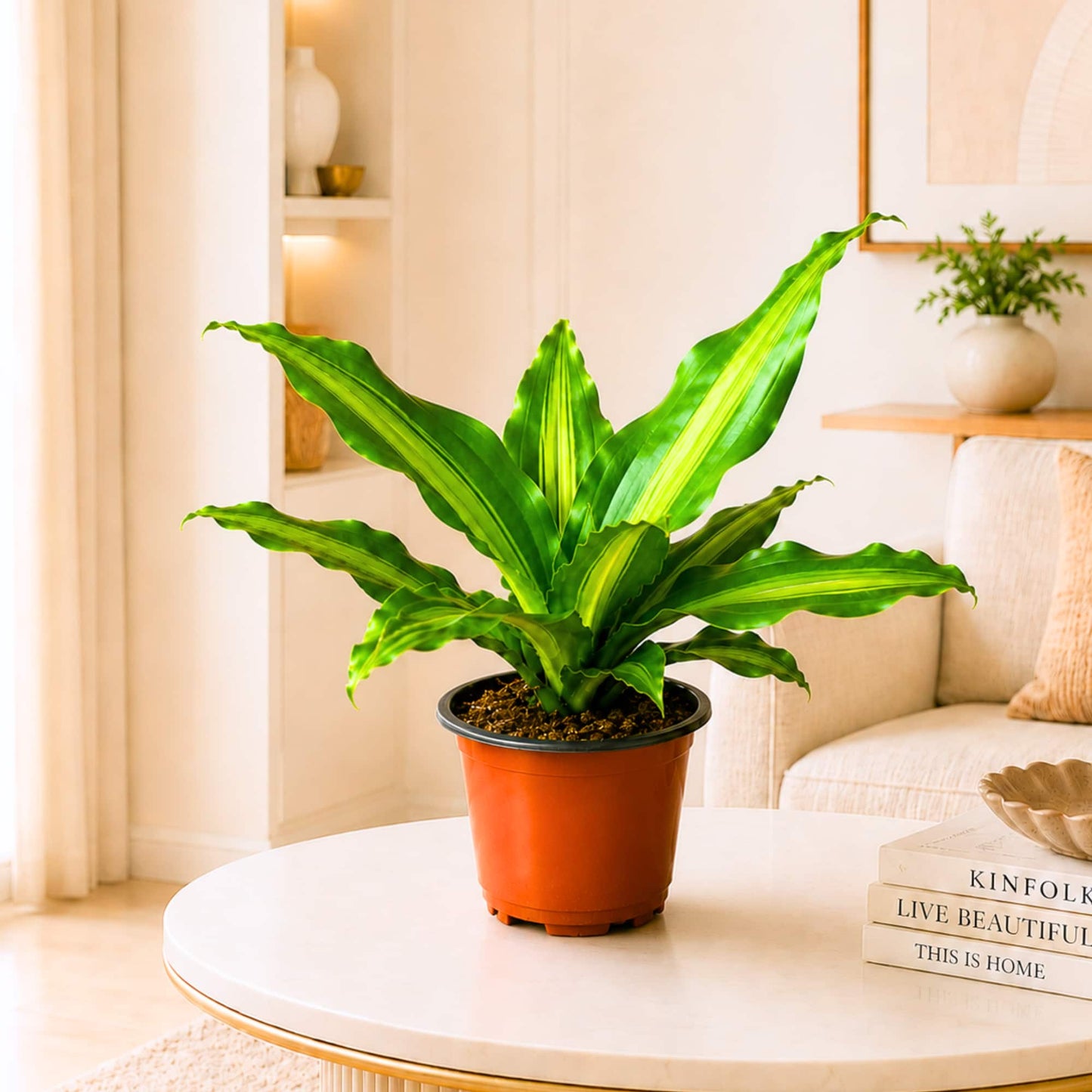 Dracaena Dara Singh Green Live Plant