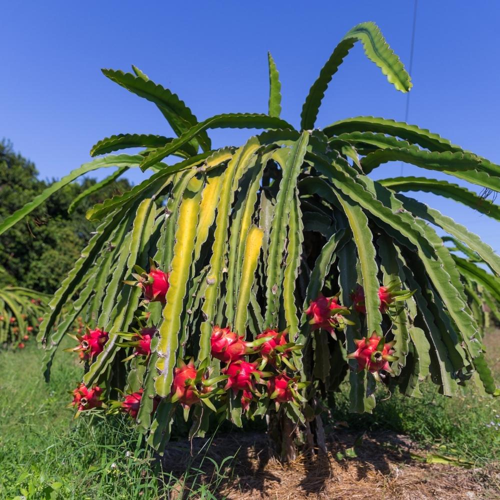 Dragon Fruit Live Plant For Planting in Home Garden - Red