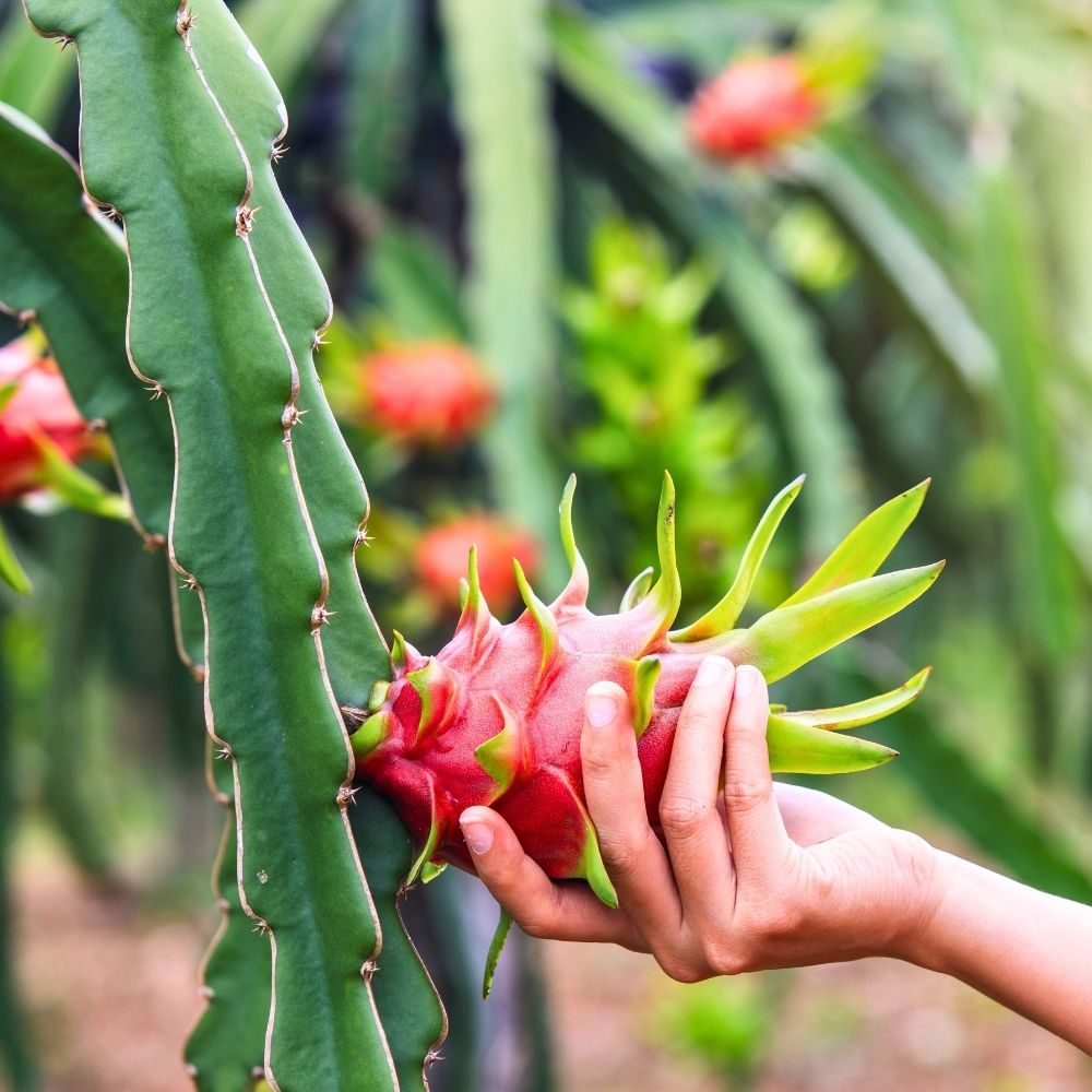 Dragon Fruit Live Plant For Planting in Home Garden - Red