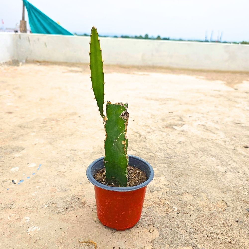 Dragon Fruit Live Plant For Planting in Home Garden - Red