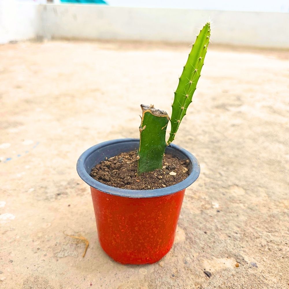 Dragon Fruit Live Plant For Planting in Home Garden - Red