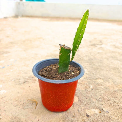 Dragon Fruit Live Plant For Planting in Home Garden - Red