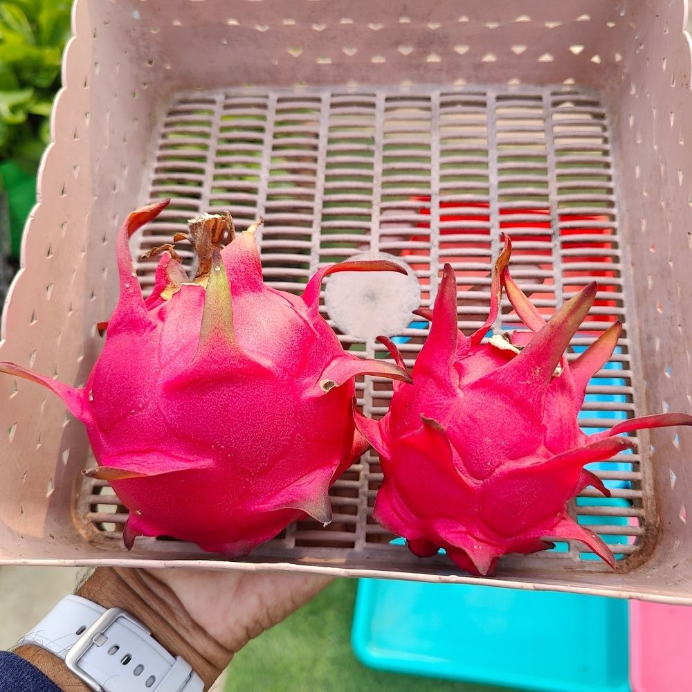 Dragon Fruit Live Plant For Planting in Home Garden - Red