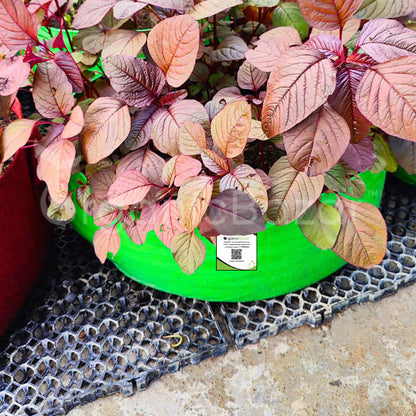 Drain Cell / Drainage Mat For Terrace Garden 50x30x2 cm (10 Nos)