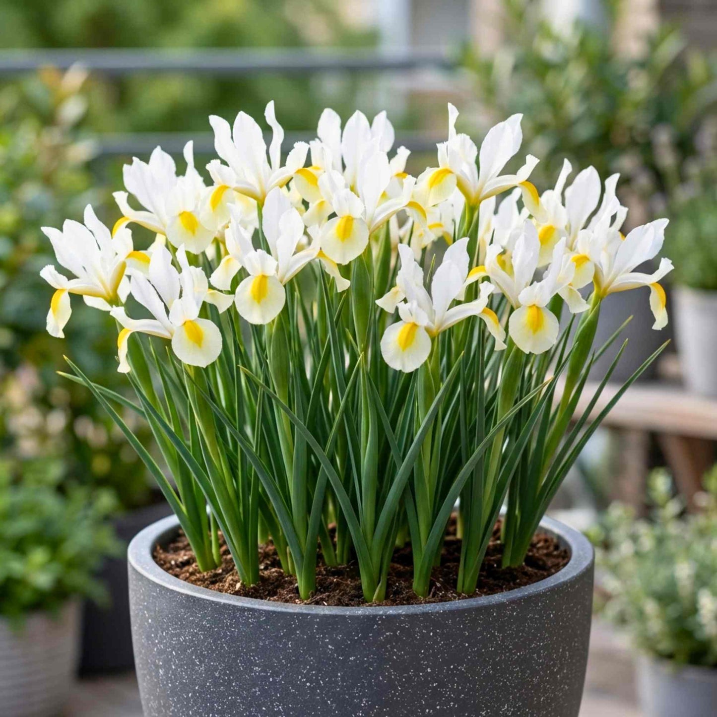 Dutch Iris Apollo Flower Bulbs (05 Bulbs)