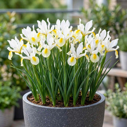 Dutch Iris Apollo Flower Bulbs (05 Bulbs)