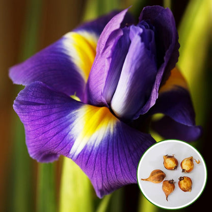 Dutch Iris Eye of the Tiger Flower Bulbs (05 Bulbs)