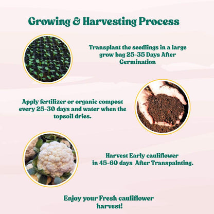 Early Cauliflower Seeds - 100 Seeds(Phool Gobhi/फूलगोभी के बीज) Early Harvest Variety 🥦 | Easy to Grow 🌱 | Ideal for Terrace & Kitchen Gardening 🏡