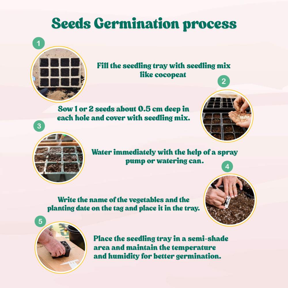 Early Cauliflower Seeds - 100 Seeds(Phool Gobhi/फूलगोभी के बीज) Early Harvest Variety 🥦 | Easy to Grow 🌱 | Ideal for Terrace & Kitchen Gardening 🏡