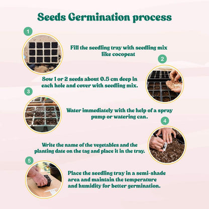 Early Cauliflower Seeds - 100 Seeds(Phool Gobhi/फूलगोभी के बीज) Early Harvest Variety 🥦 | Easy to Grow 🌱 | Ideal for Terrace & Kitchen Gardening 🏡