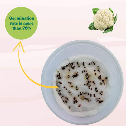 Early Cauliflower Seeds - 100 Seeds(Phool Gobhi/फूलगोभी के बीज) Early Harvest Variety 🥦 | Easy to Grow 🌱 | Ideal for Terrace & Kitchen Gardening 🏡