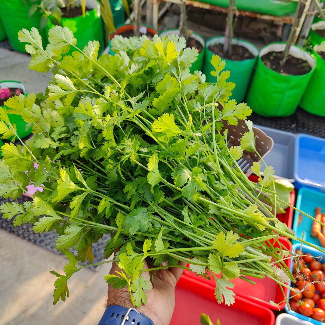 Early Coriander Seeds For Home Gardening Harvest In 4-6 Weeks (1000 Seeds)