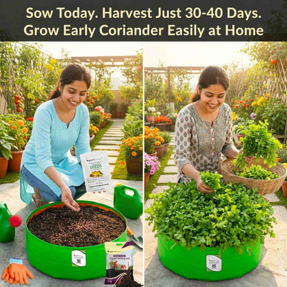 Early Coriander Seeds For Home Gardening Harvest In 4-6 Weeks (1000 Seeds)