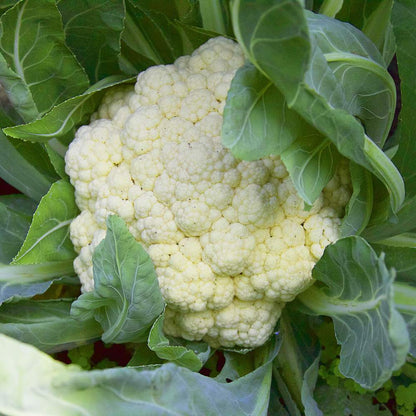 Early Cauliflower Seeds - 100 Seeds(Phool Gobhi/फूलगोभी के बीज) Early Harvest Variety 🥦 | Easy to Grow 🌱 | Ideal for Terrace & Kitchen Gardening 🏡