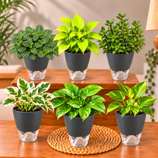 Easy Care Indoor Plant combo Set of 6 - Money Plant green, Gold King, Neon & N'Joy Pothos, Fittonia Green, Lucky Jade Live Plants