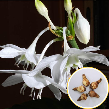 Eucharis Amazonica Flower Bulbs