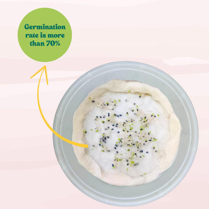 Emily Basil Seeds - 200 Seeds (Tulsi/तुलसी के बीज) High Germination/Perfect for pots, balconies, or Terrace gardens