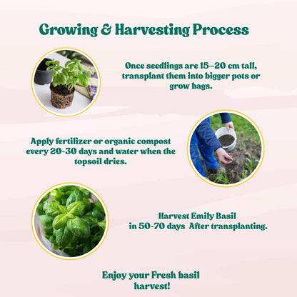 Emily Basil Seeds - 200 Seeds (Tulsi/तुलसी के बीज) High Germination/Perfect for pots, balconies, or Terrace gardens