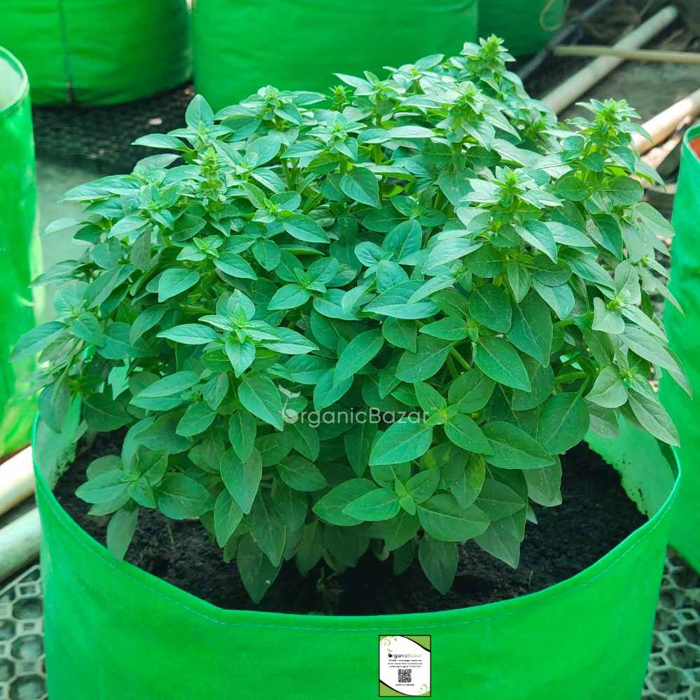 Emily Basil Seeds - 200 Seeds (Tulsi/तुलसी के बीज) High Germination/Perfect for pots, balconies, or Terrace gardens