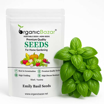 Emily Basil Seeds - 200 Seeds (Tulsi/तुलसी के बीज) High Germination/Perfect for pots, balconies, or Terrace gardens