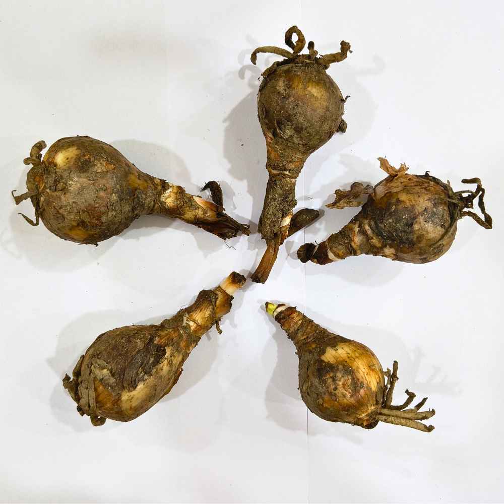 Eucharis Amazonica Flower Bulbs (05N) Amazon Lily / Eucharist Lily Flowers Bulbs For Terrace Gardening