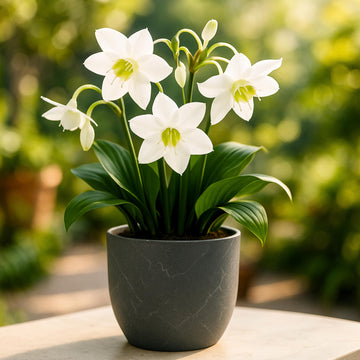Eucharis Amazonica Flower Bulbs