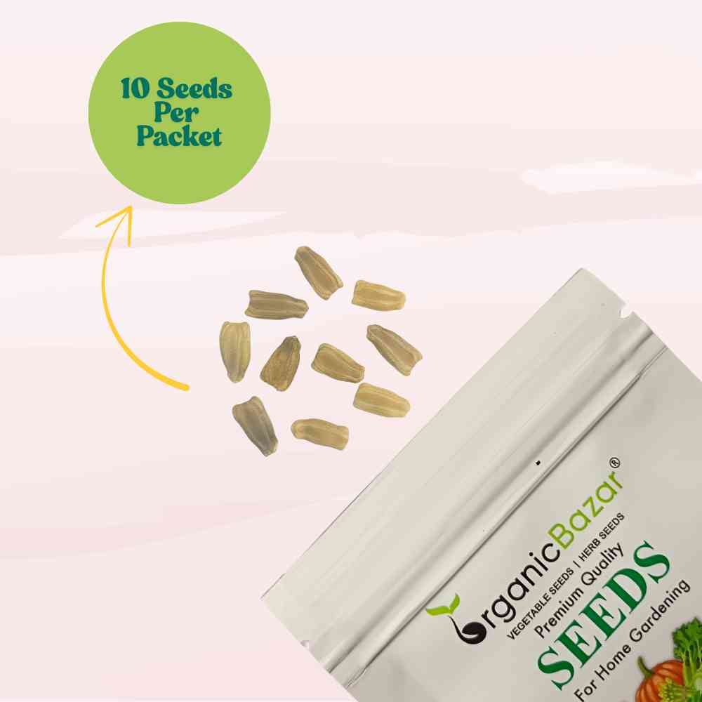 Extra Long Bottle Gourd (Lauki / Ghiya) Seeds (6 फीट लंबी लौकी के बीज)