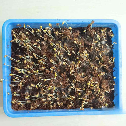 Fenugreek Seeds (Methi) मेथी के बीज - (20g) High Germination, Easy to Grow Leafy vegetable Seeds