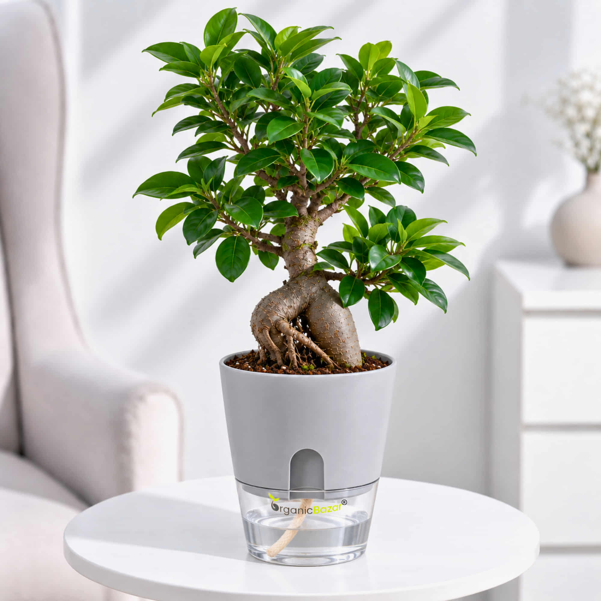 Ficus Bonsai Live Plant