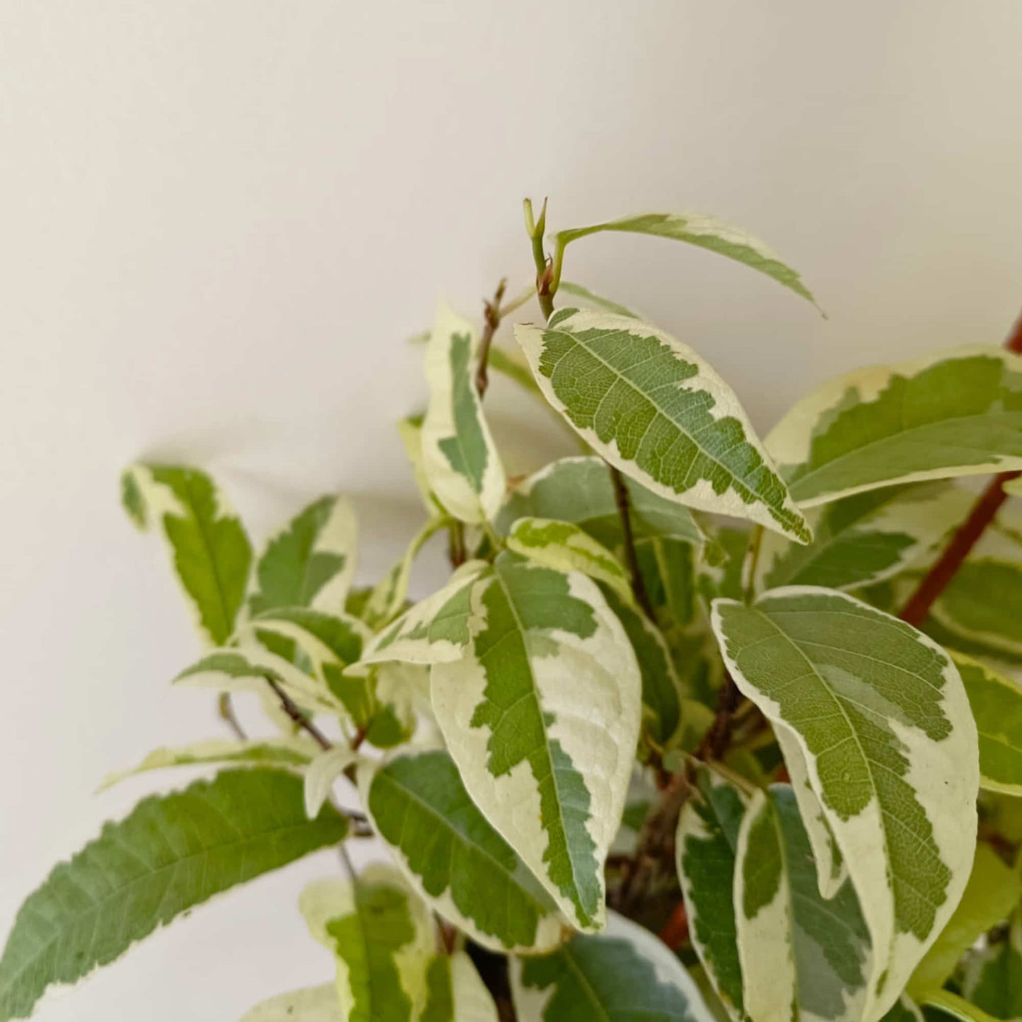 Ficus Radicans Variegata Live Plant with Hanging Pot