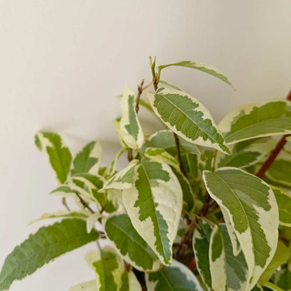 Ficus Radicans Variegata Live Plant with Hanging Pot