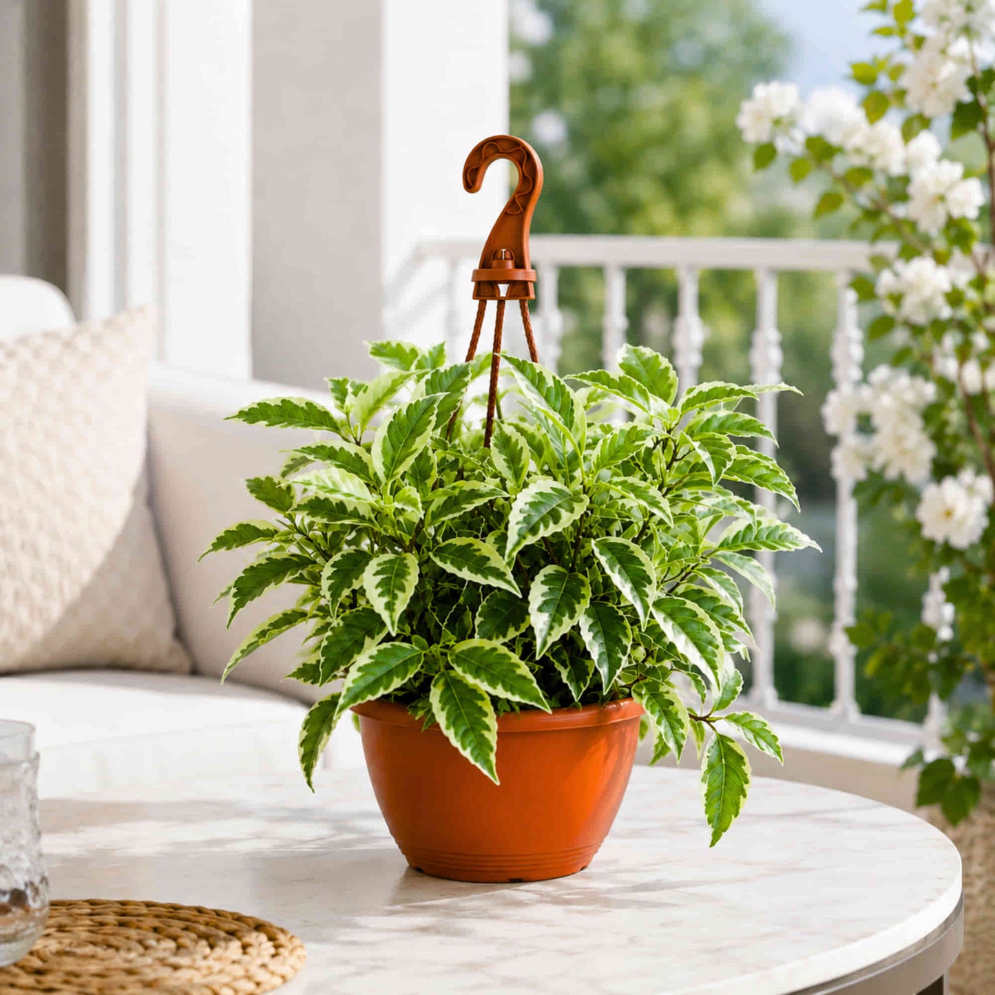 Ficus Radicans Variegata Live Plant with Hanging Pot