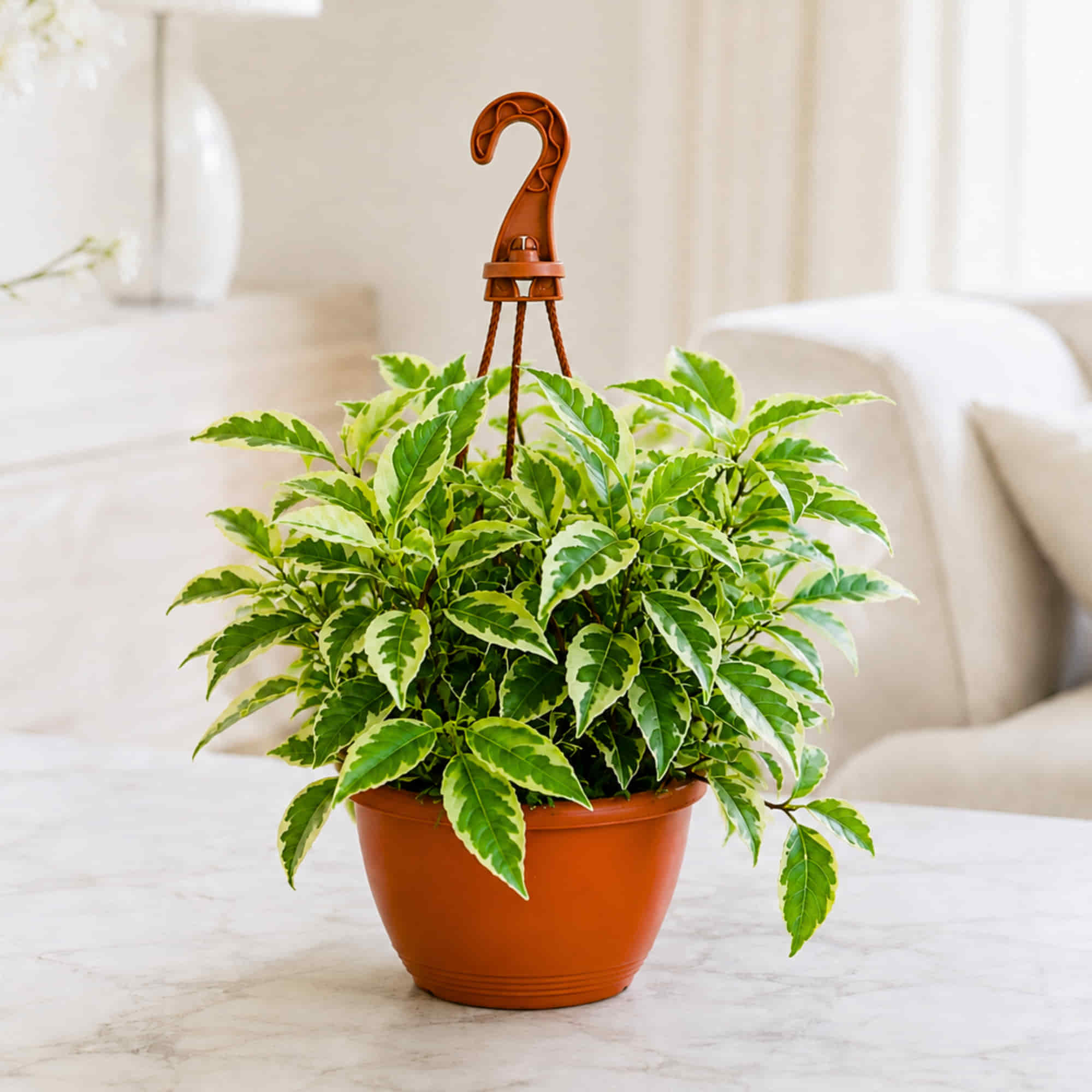Ficus Radicans Variegata Live Plant with Hanging Pot