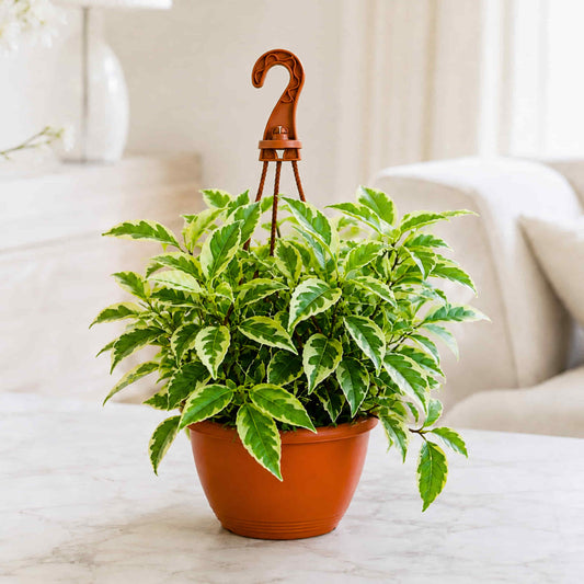 Ficus Radicans Variegata Live Plant with Hanging Pot