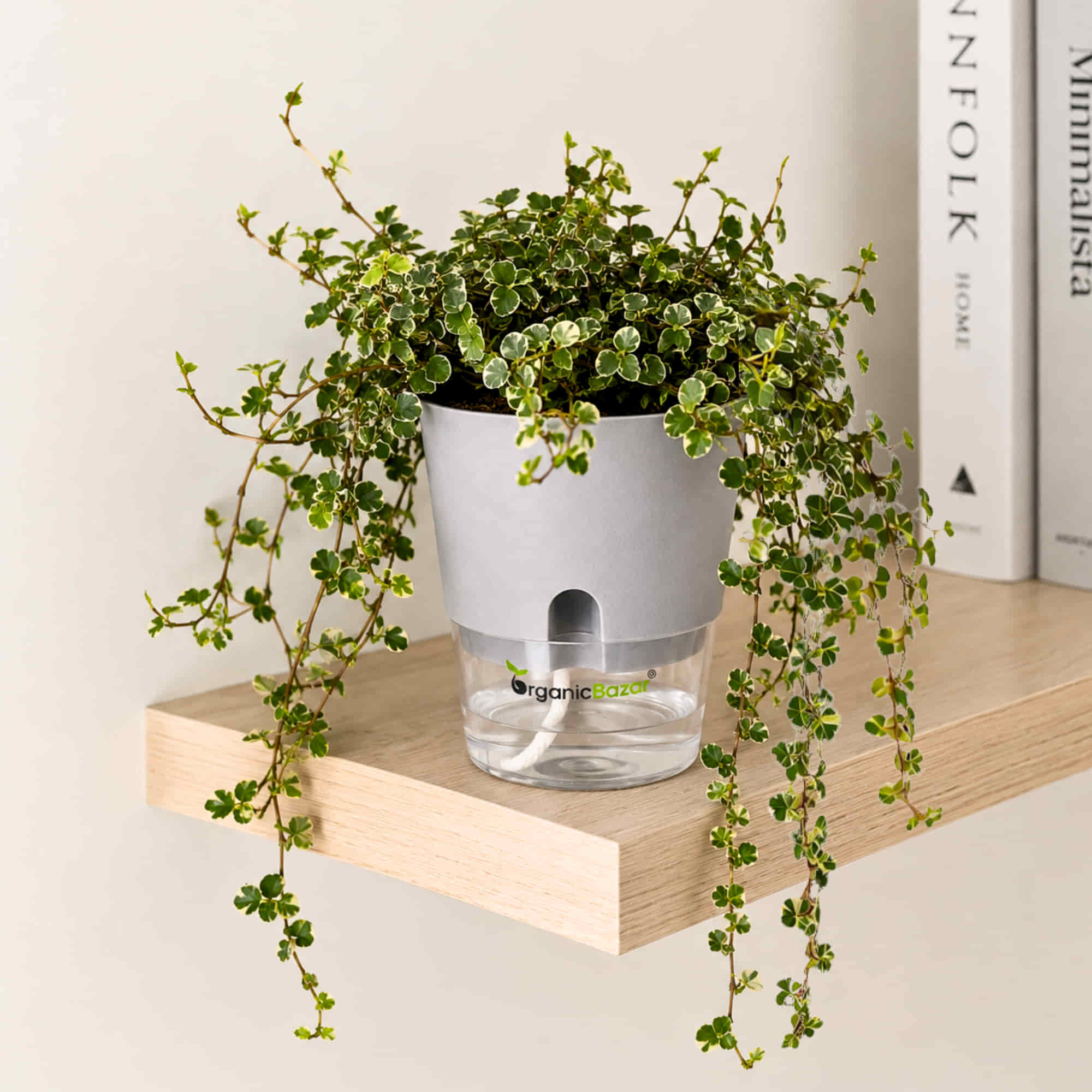 Ficus Pumila Mini Krinkle (Creeping Fig) Live Plant