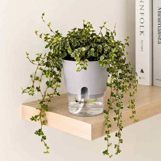 Ficus Pumila Mini Krinkle (Creeping Fig) Live Plant