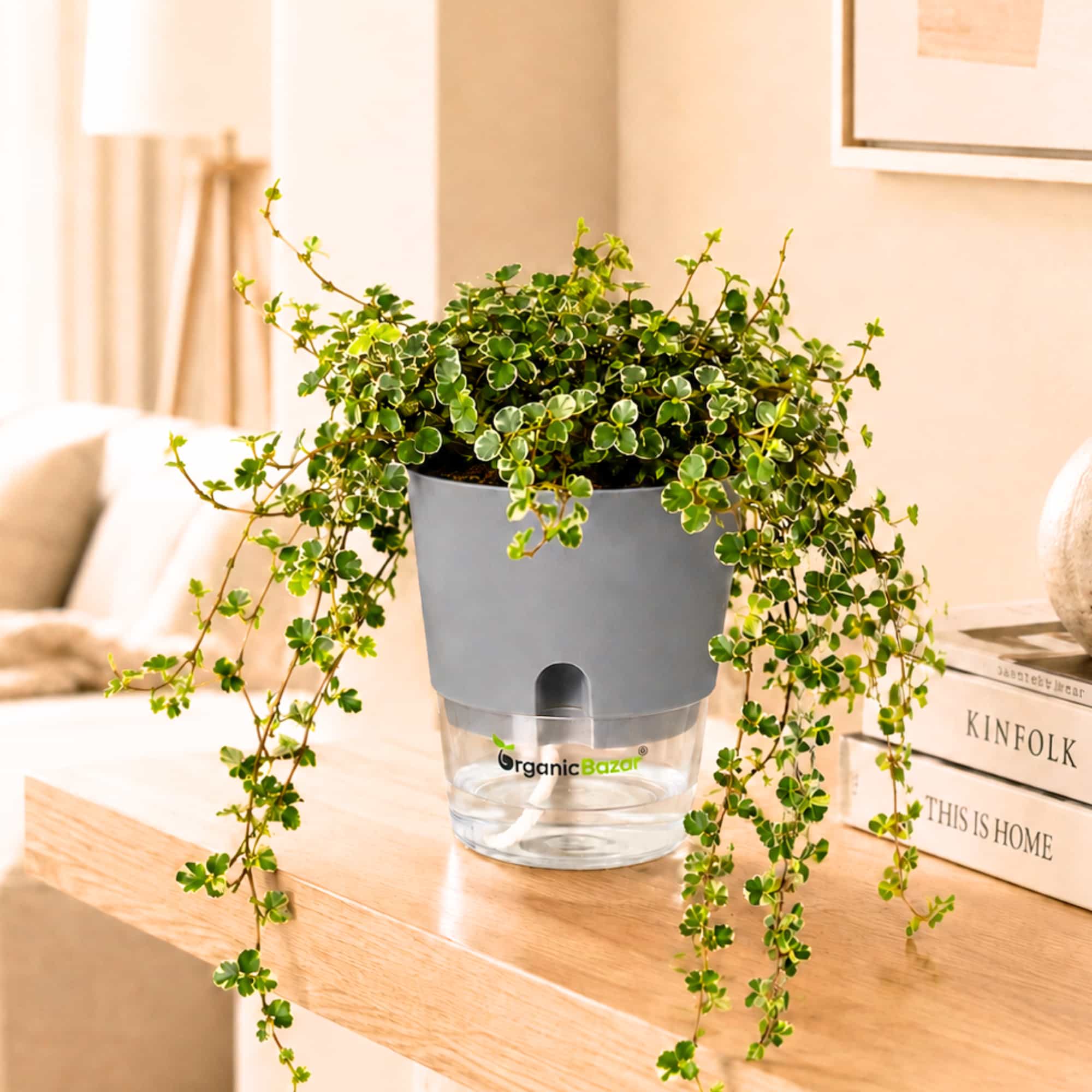 Ficus Pumila Mini Krinkle Live Plant