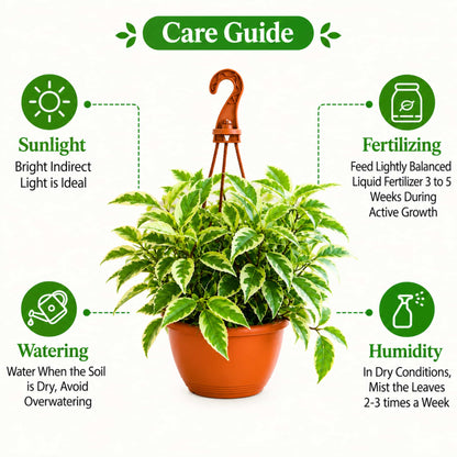Ficus Radicans Variegata Live Plant with Hanging Pot
