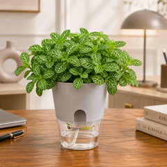 Fittonia Albivenis 'Mini Green' Live Plant | Air Purifying Indoor Nerve Plant / Mosaic Plant