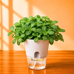 Fittonia Albivenis 'Mini Green' Live Plant | Air Purifying Indoor Nerve Plant / Mosaic Plant | Ideal for Home & Office