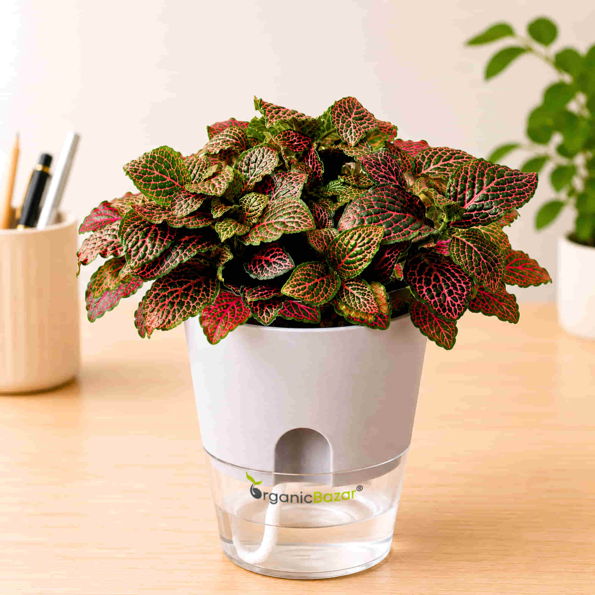 Fittonia Albivenis 'Krinkle Red' Live Plant