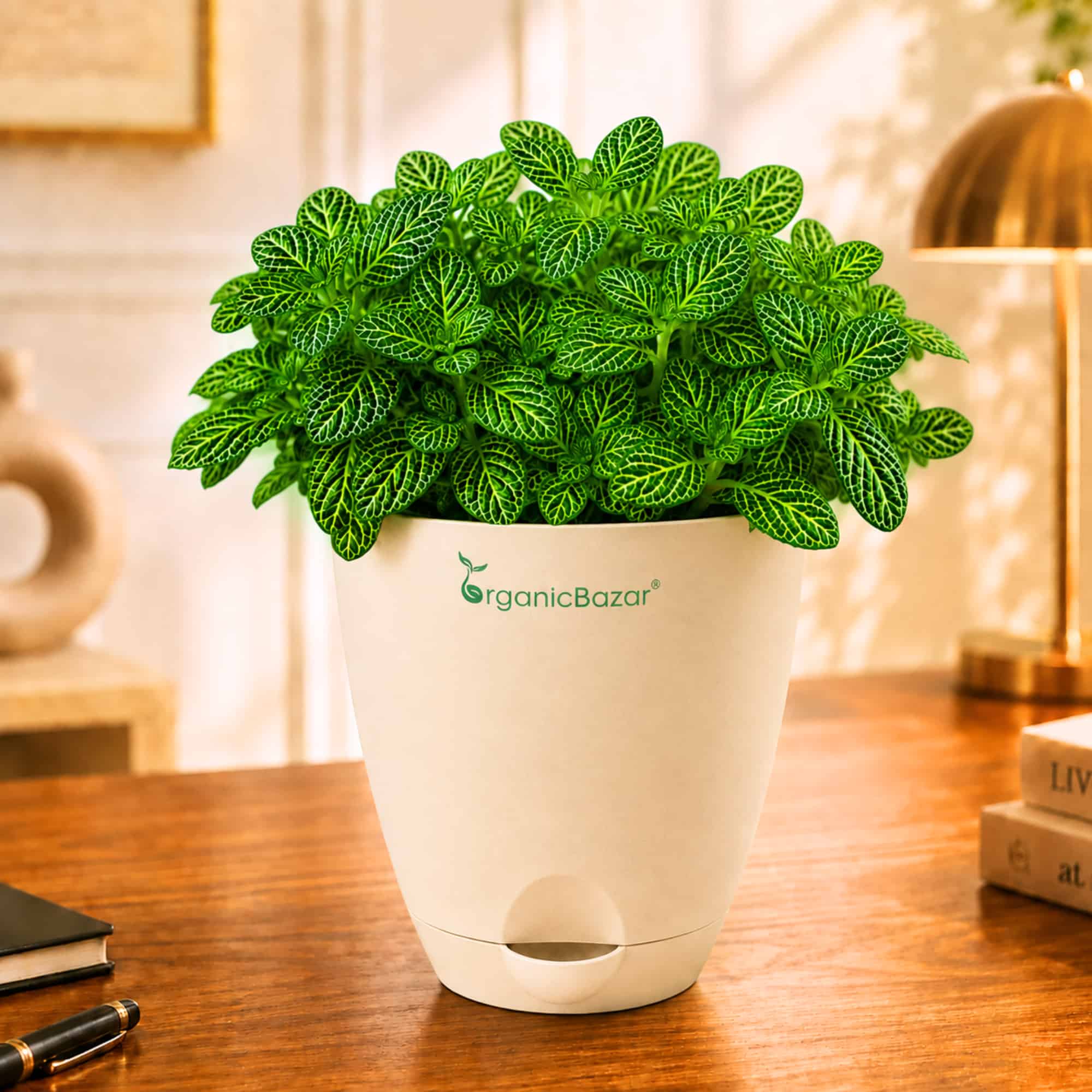 Fittonia Albivenis 'Mini Green' Live Plant