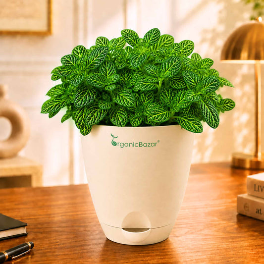 Fittonia Albivenis 'Mini Green' Live Plant