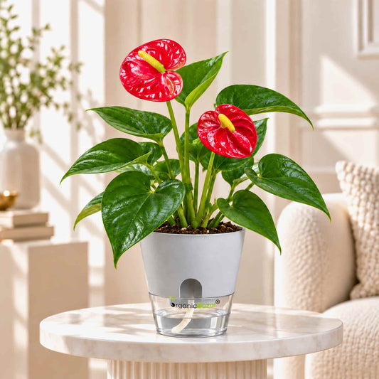Anthurium Red Live Plant
